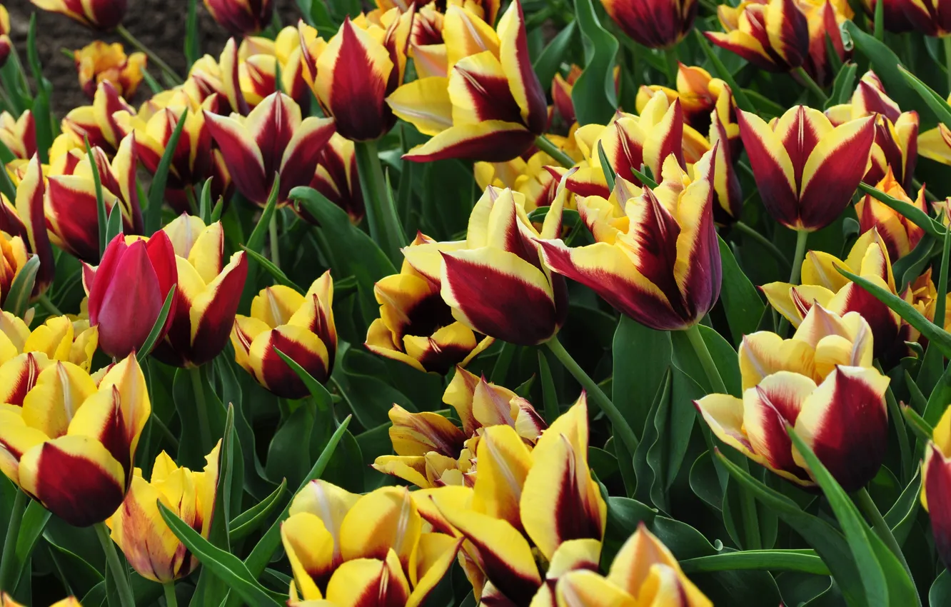 Photo wallpaper flowers, nature, plant, tulips