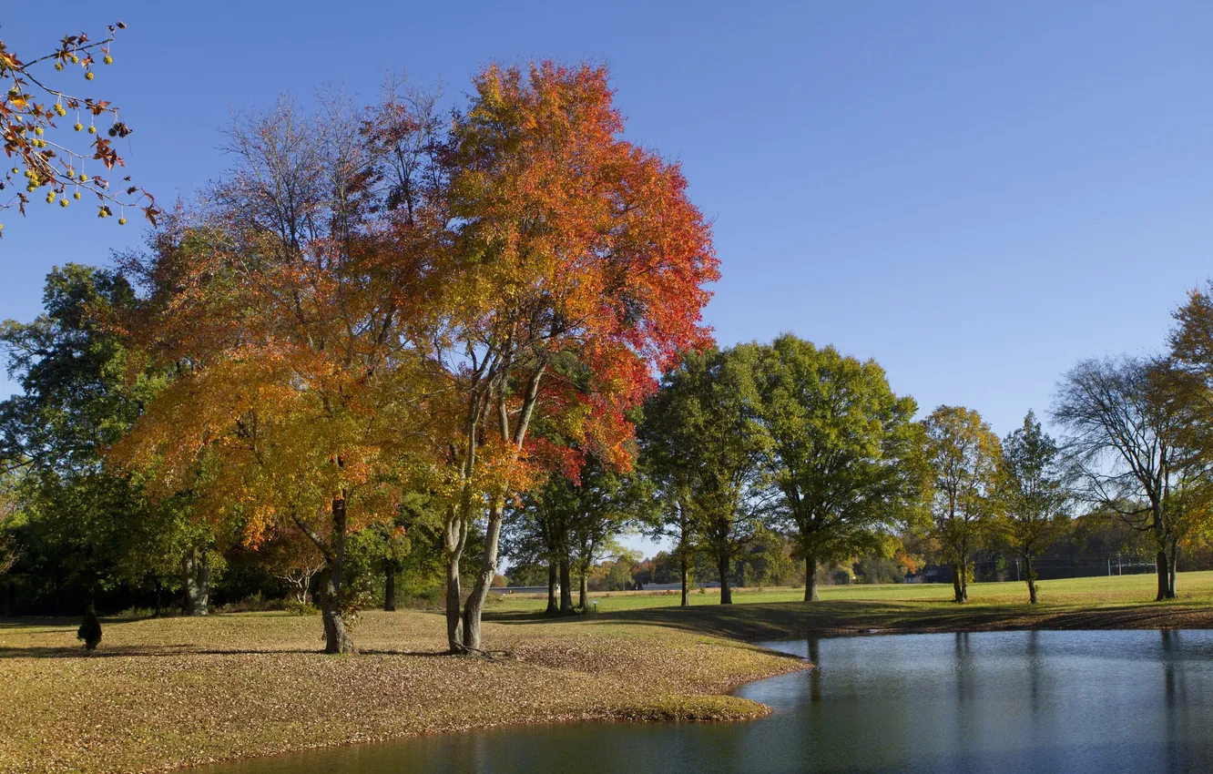 Photo wallpaper autumn, trees, pond, Park