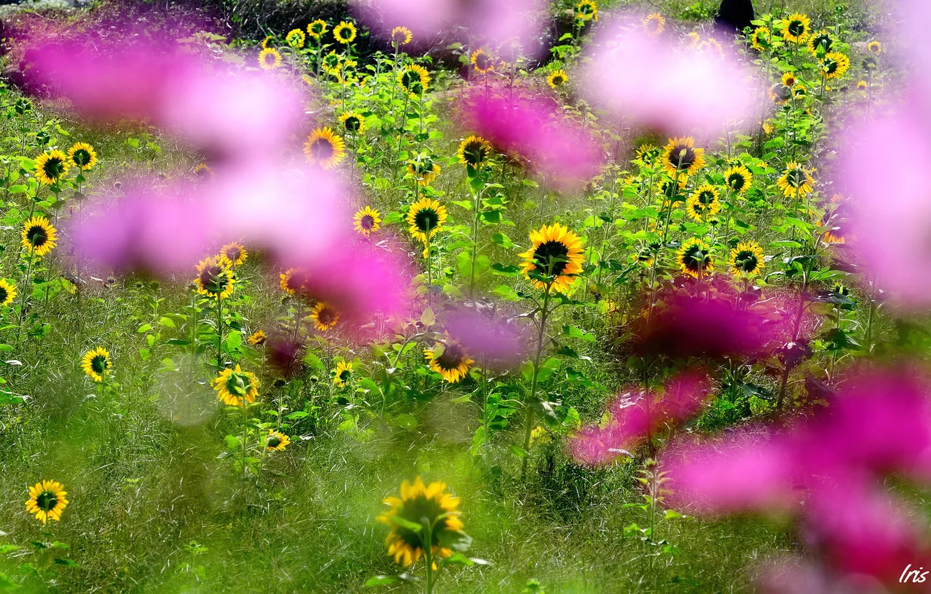 Photo wallpaper field, sunflowers, flowers, focus, blur, pink