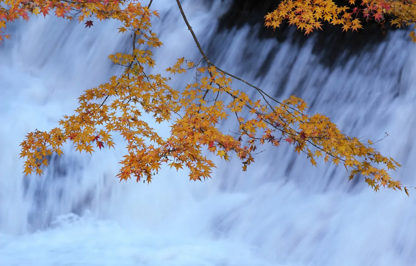 Photo wallpaper autumn, leaves, river, stream, branch