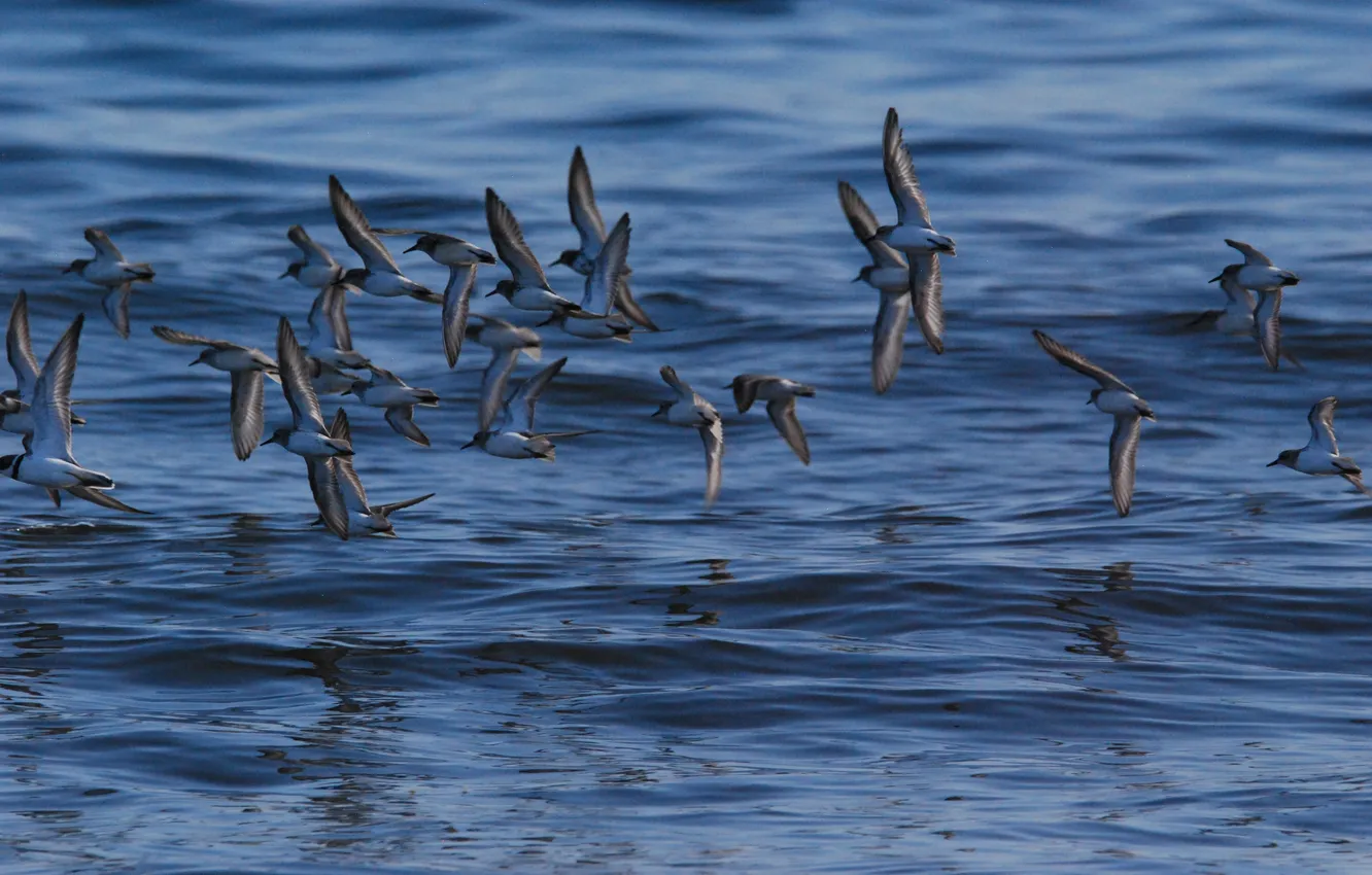 Photo wallpaper seagulls, pack, flights, over the sea