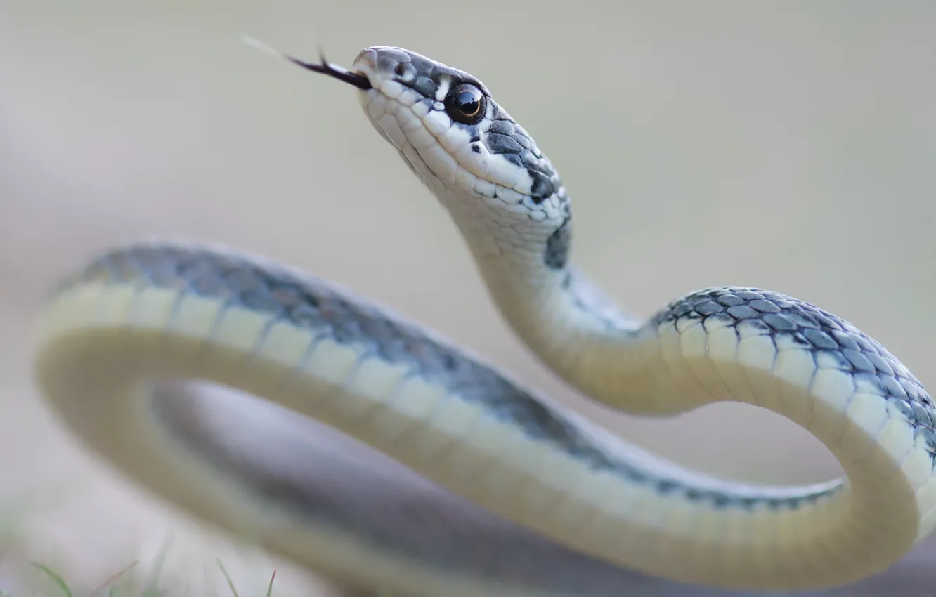 Photo wallpaper nature, background, snake, Dahl's Whip Snake