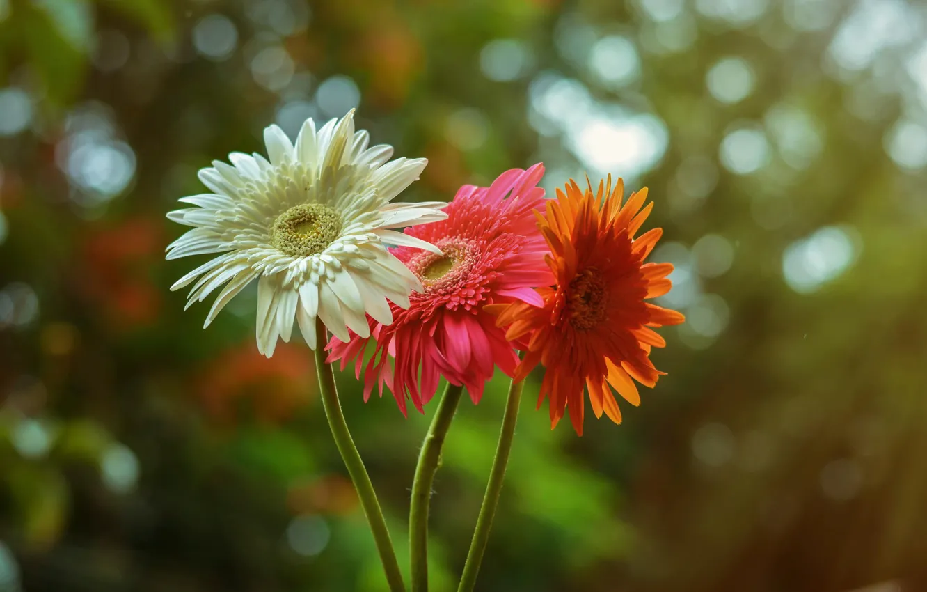Photo wallpaper white, orange, red, gerbera