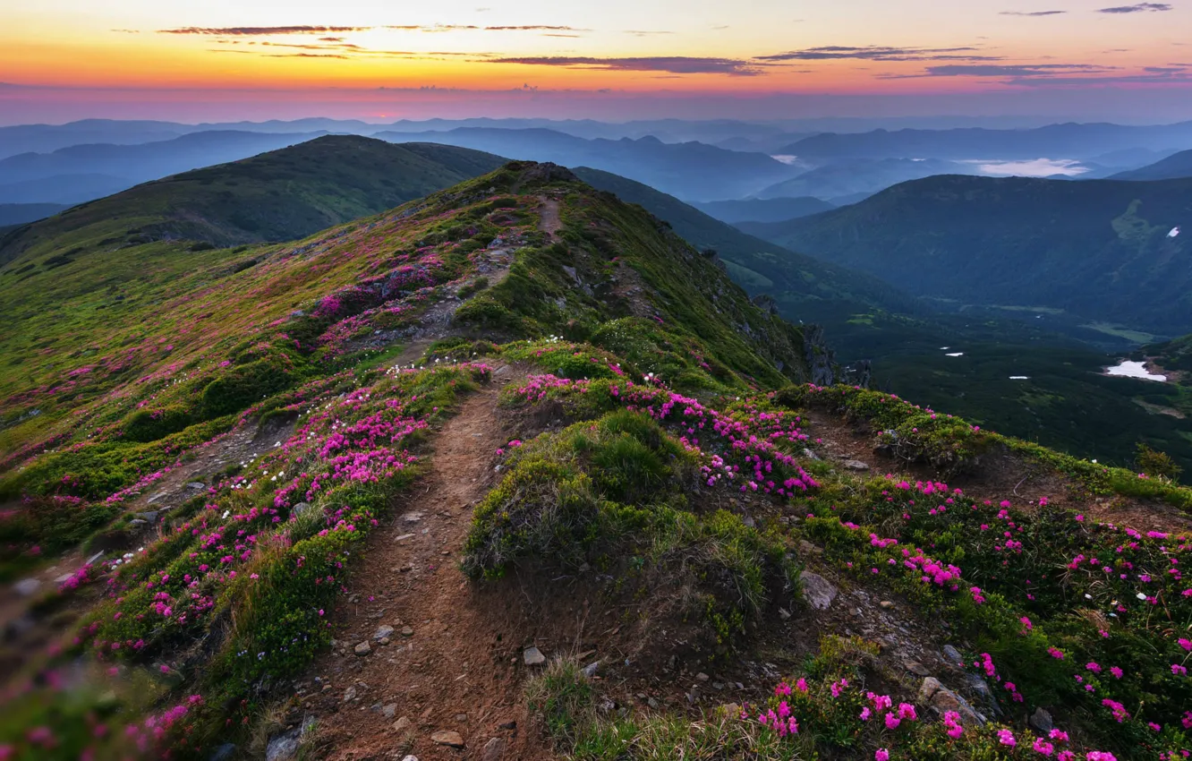 Photo wallpaper flowers, hills, the evening