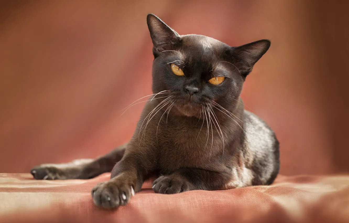 Photo wallpaper cat, look, pose, kitty, face, Gremlins, Oriental, Oriental cat