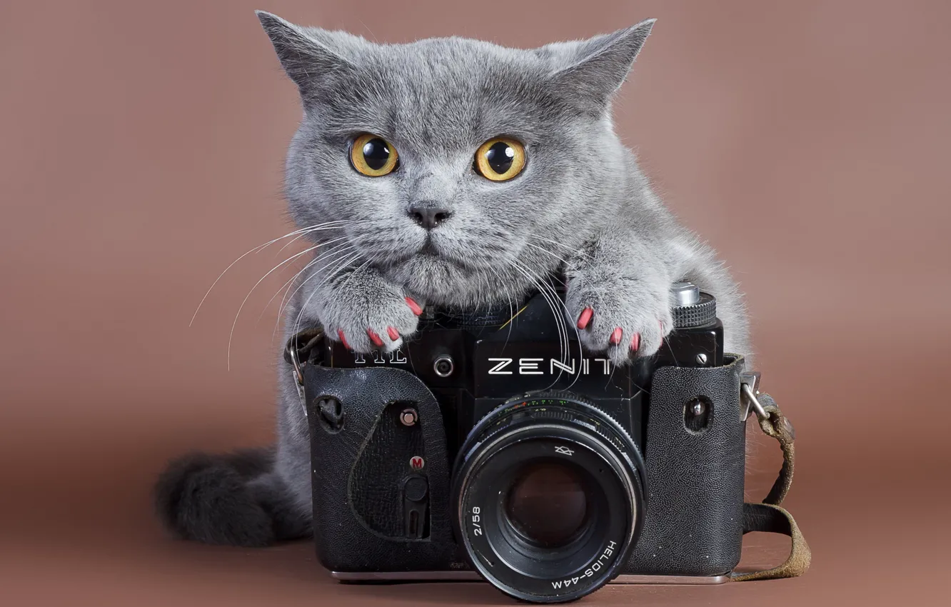 Photo wallpaper cat, look, zenit