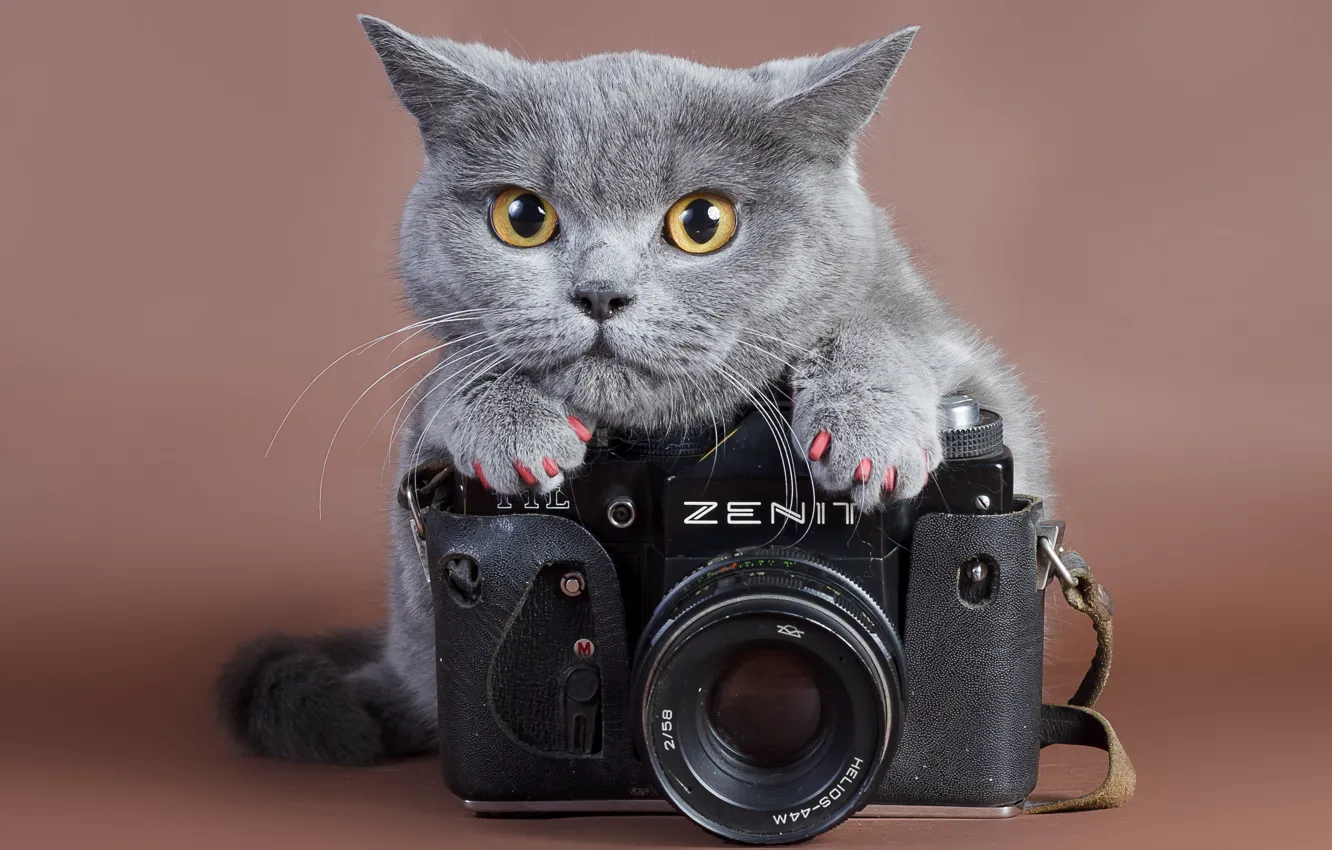 Photo wallpaper cat, look, Zenit