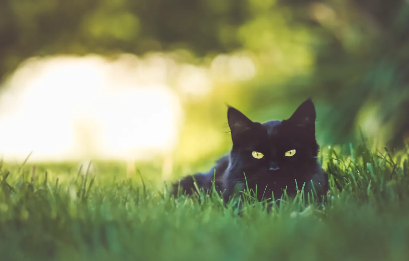 Photo wallpaper cat, summer, grass, cat, light, nature, glade, black