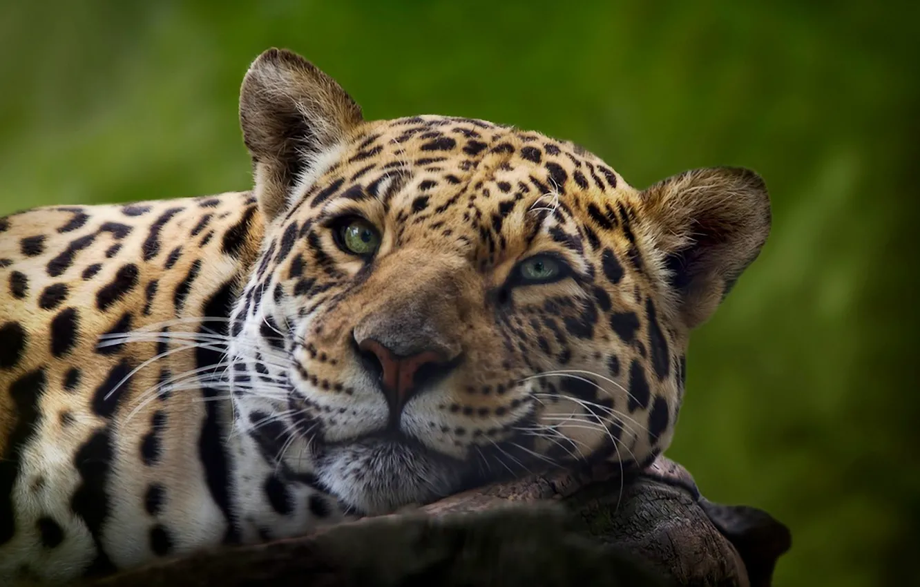 Photo wallpaper cat, look, leopard, lies, leopard