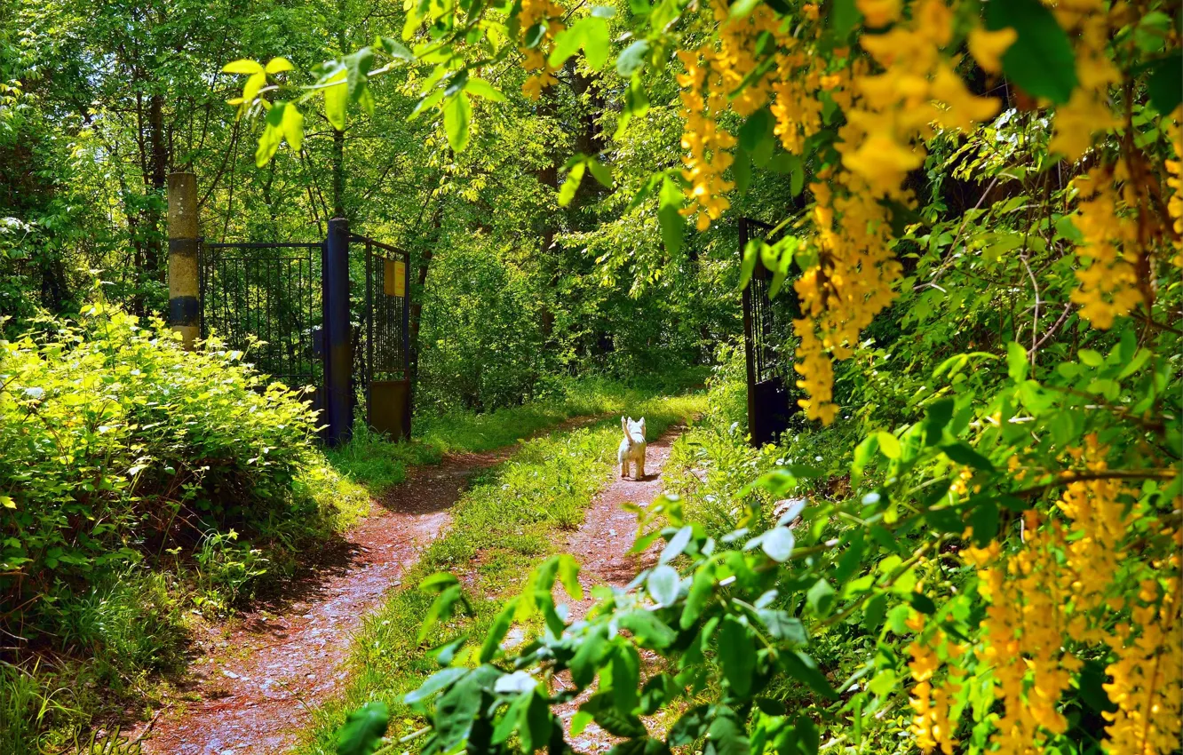 Photo wallpaper trees, spring, dog, path, trees, spring
