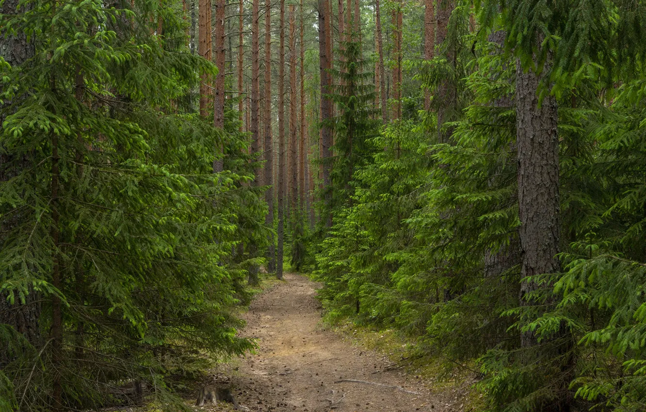 Photo wallpaper road, forest, the way, tree, trail, pine