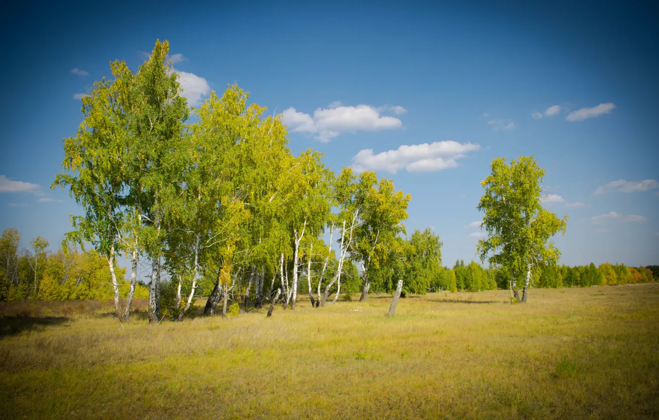 Photo wallpaper autumn, forest, the sky, glade