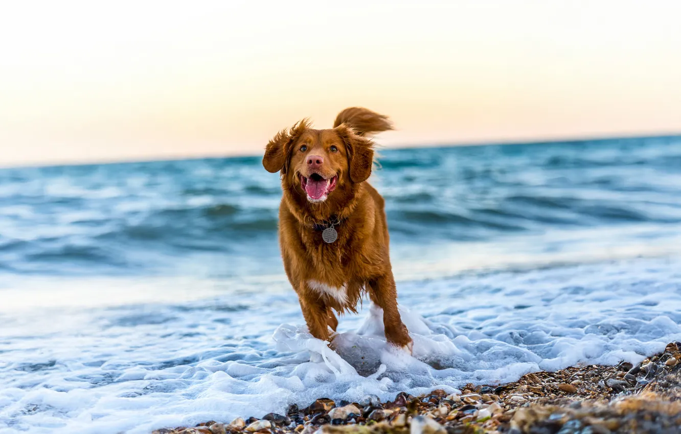 Photo wallpaper duck, retriever, tolling, nova scotia