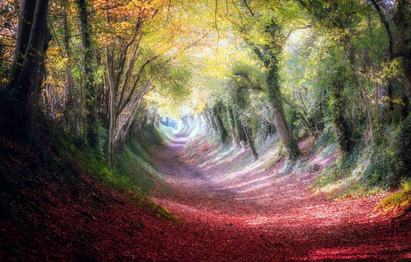 Photo wallpaper autumn, forest, light, trees, fog, Park, foliage, alley