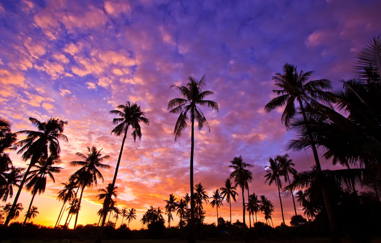 Photo wallpaper the sky, sunset, palm trees