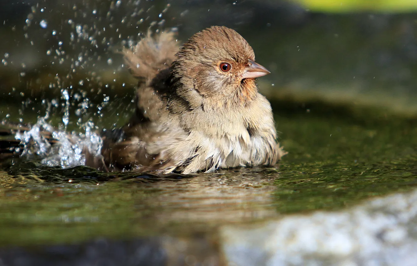Photo wallpaper water, squirt, bird, puddle, Sparrow