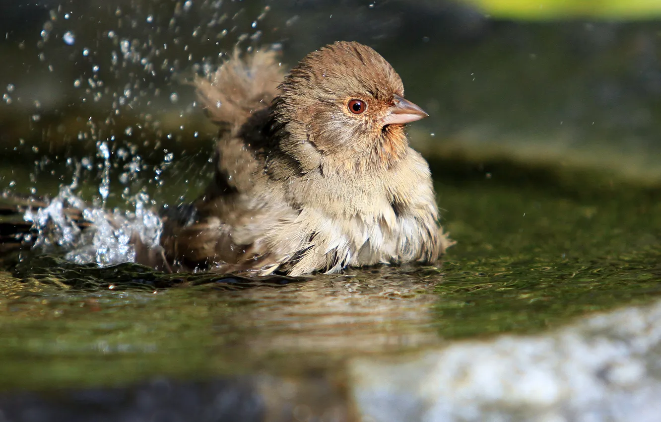 Photo wallpaper water, squirt, birds, bird, puddle, Sparrow