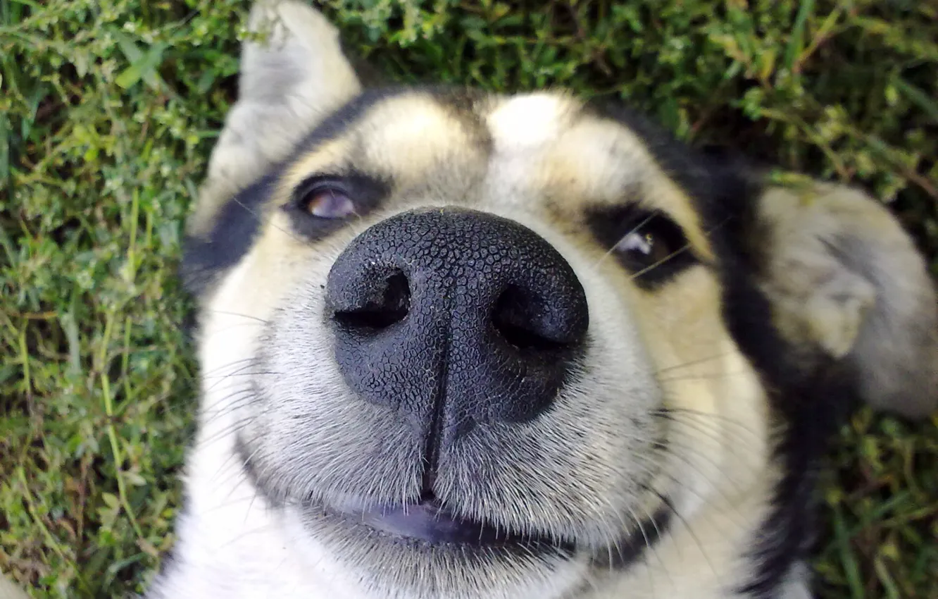 Photo wallpaper grass, Dog, nose, nostrils