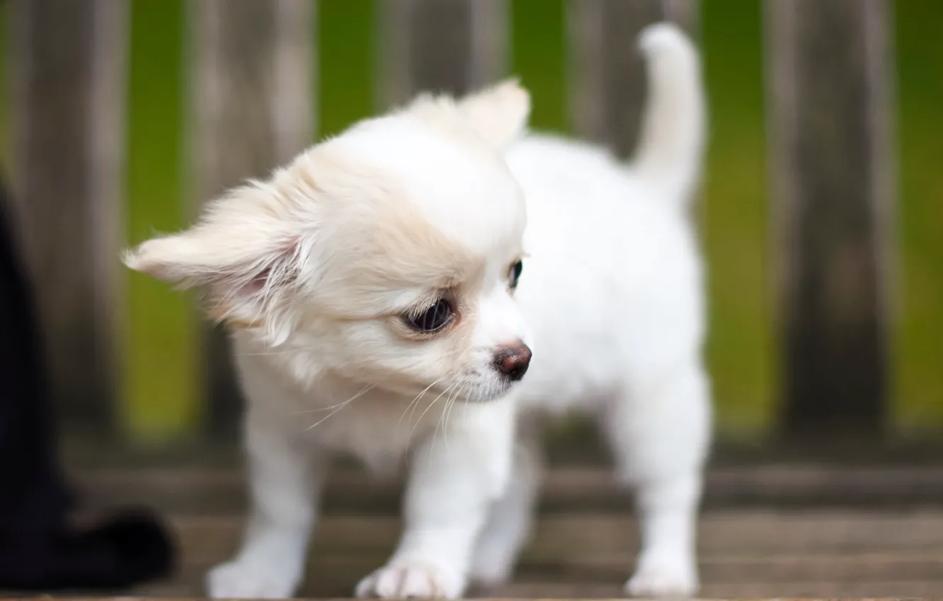 Photo wallpaper white, dog, baby, puppy, doggie