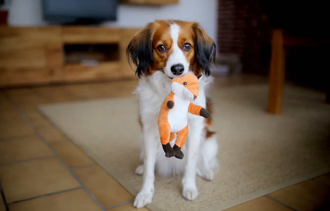 Photo wallpaper look, each, dog