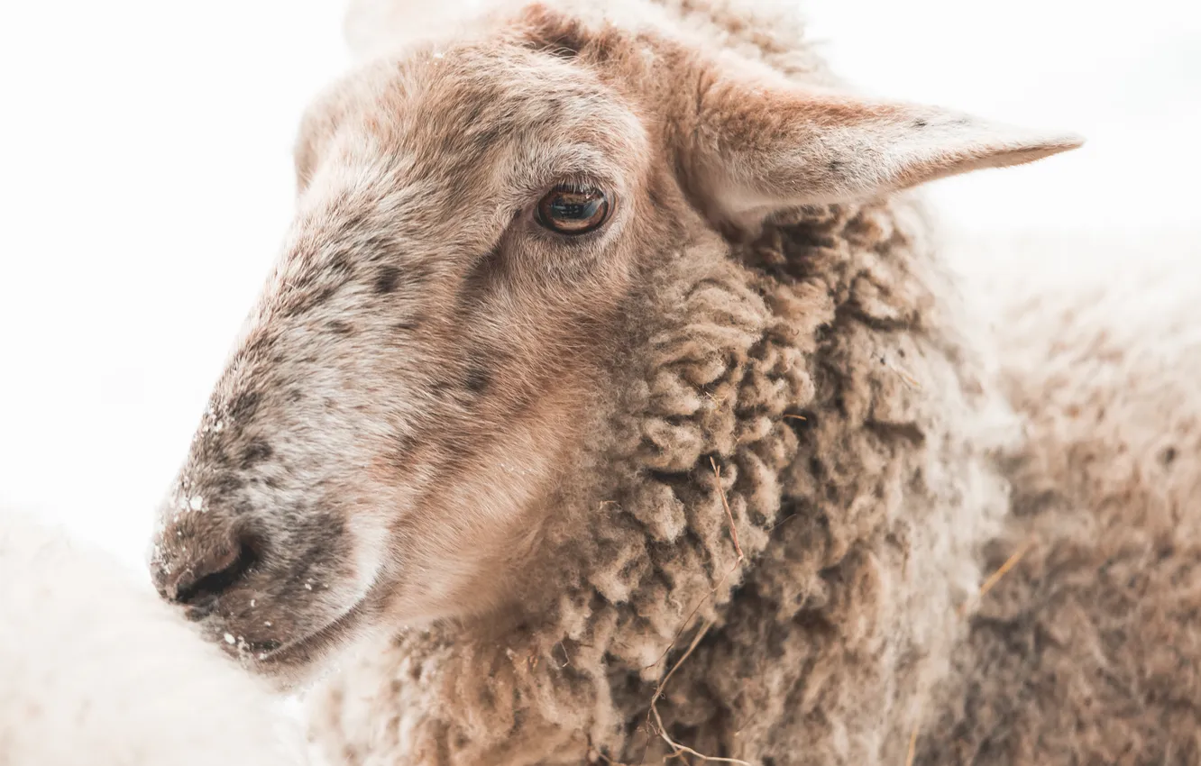 Photo wallpaper sheep, head, wool