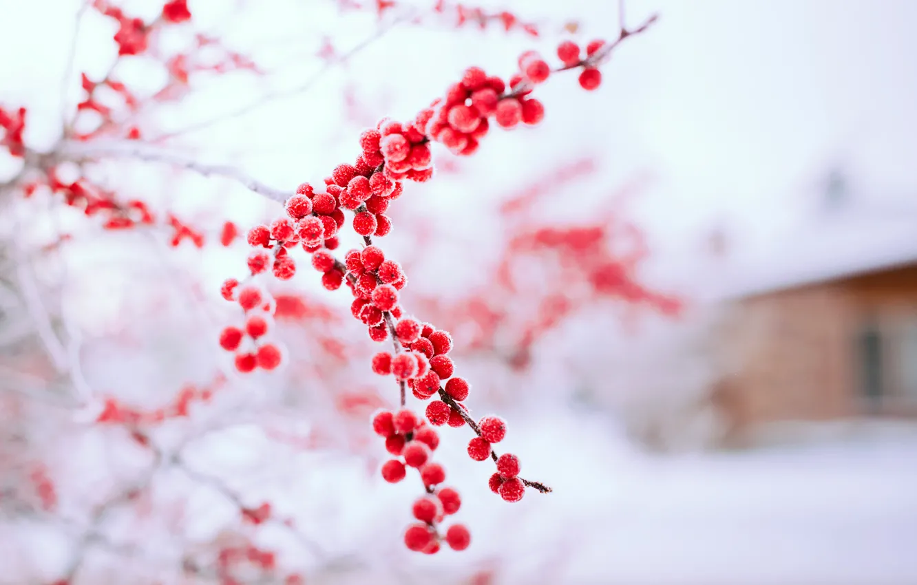 Photo wallpaper winter, snow, trees, branches, red, nature, berries