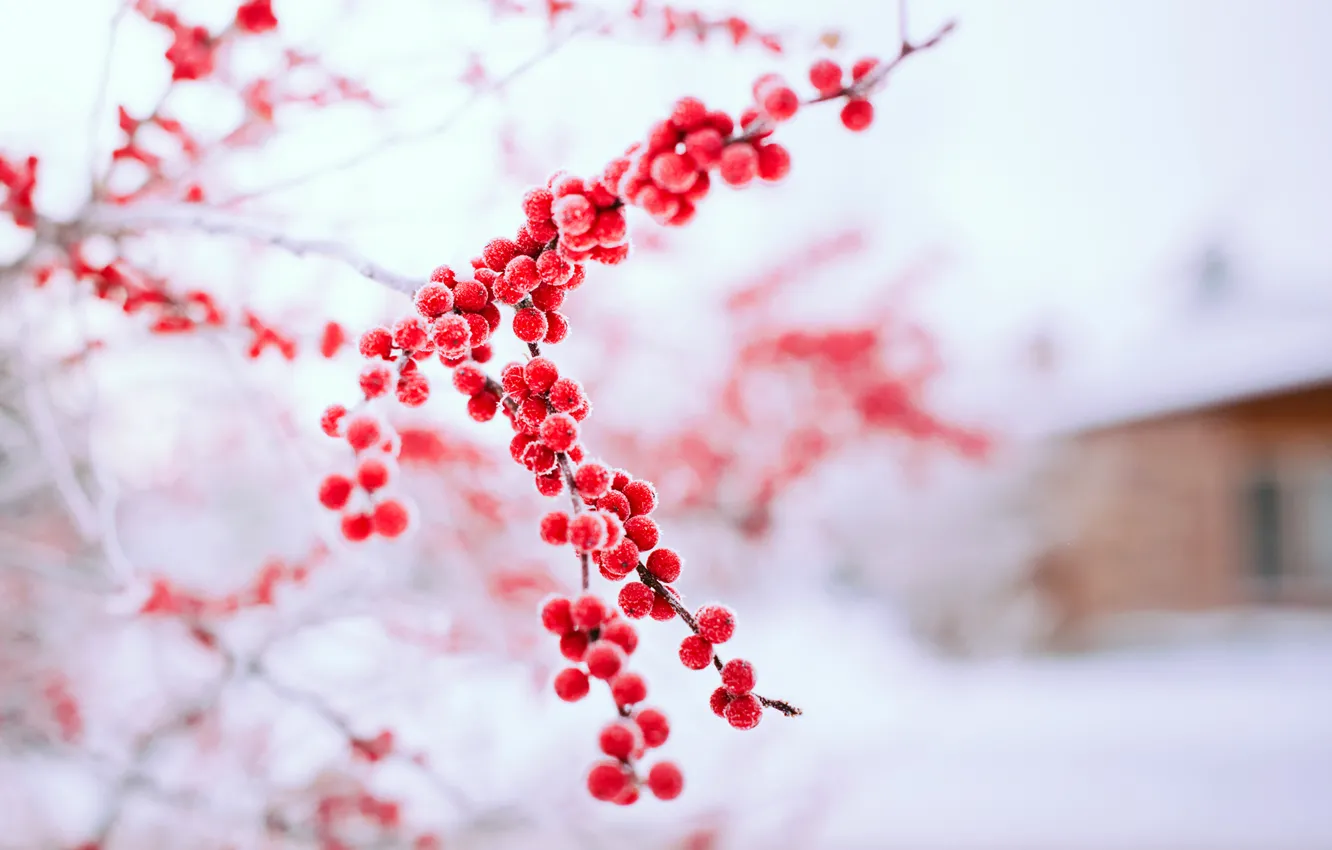 Photo wallpaper winter, snow, nature, berries, tree, branch, red
