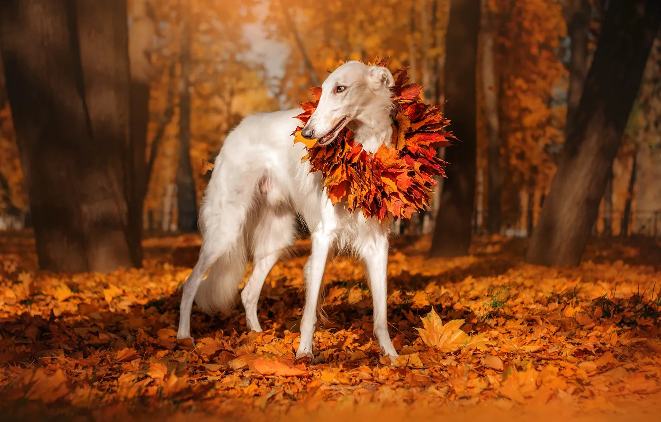 Photo wallpaper autumn, leaves, trees, nature, Park, animal, dog, wreath