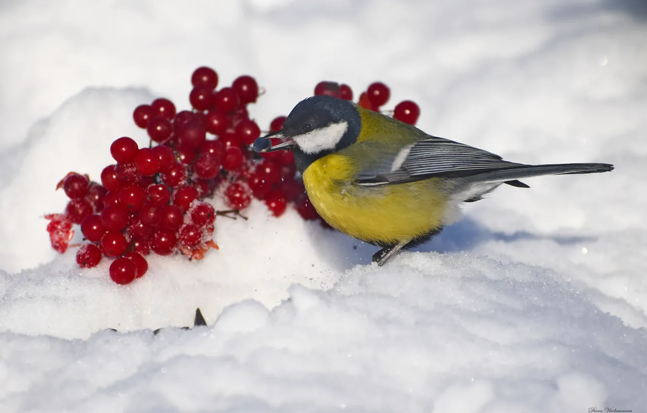 Photo wallpaper winter, bird, tit, photohunt