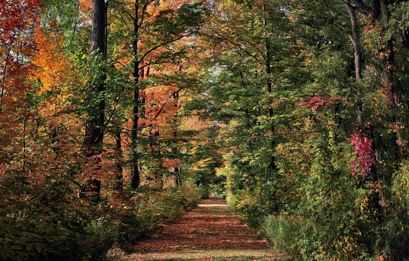 Photo wallpaper autumn, trees, alley