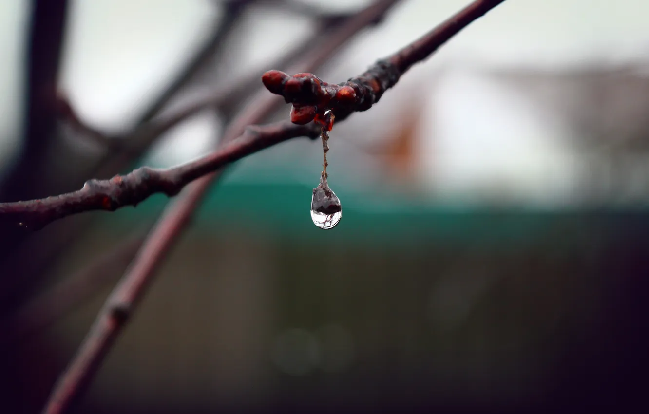 Photo wallpaper autumn, branches, tree, drop