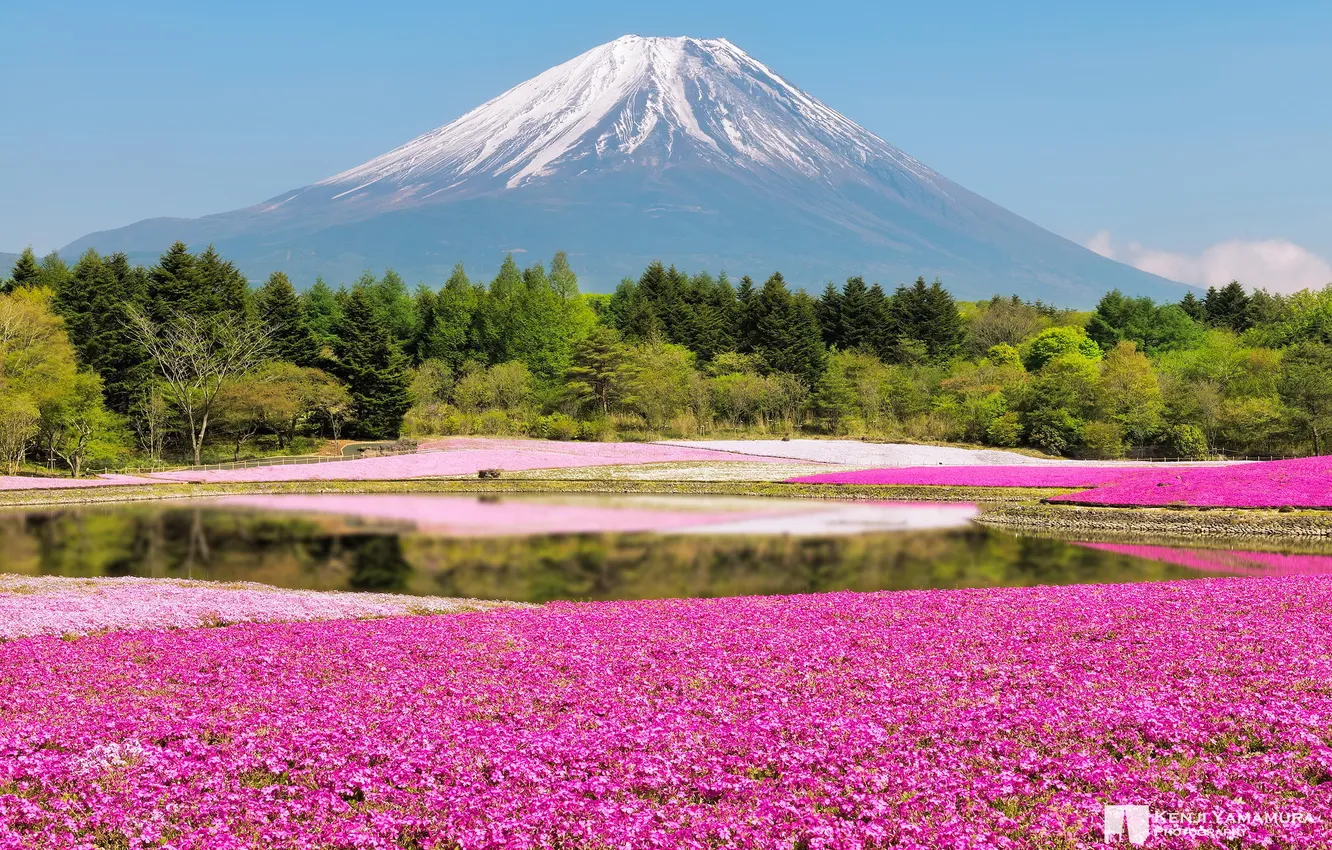 Photo wallpaper forest, flowers, mountains, Japan, Fuji, photographer, Kenji Yamamura