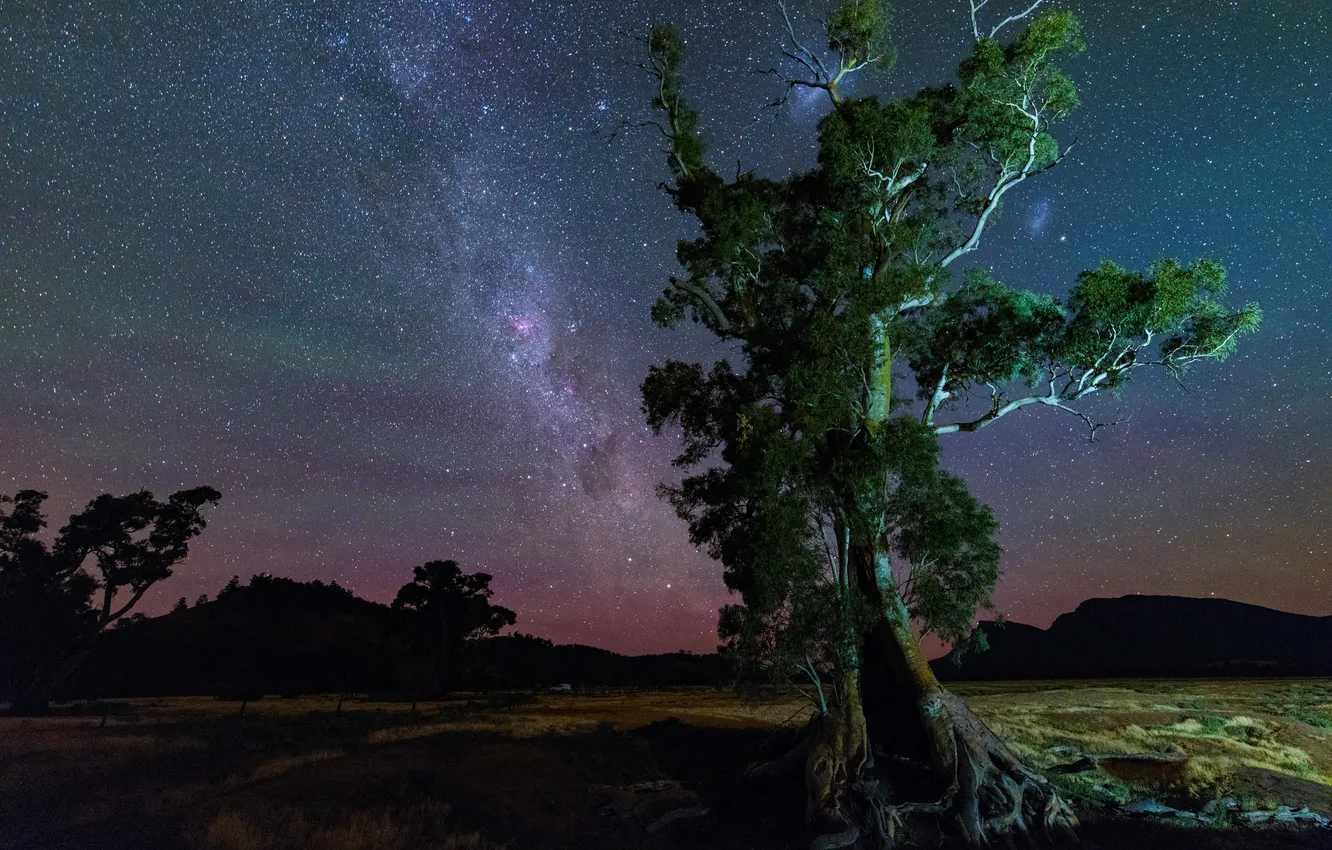 Photo wallpaper space, stars, nature, tree, the milky way