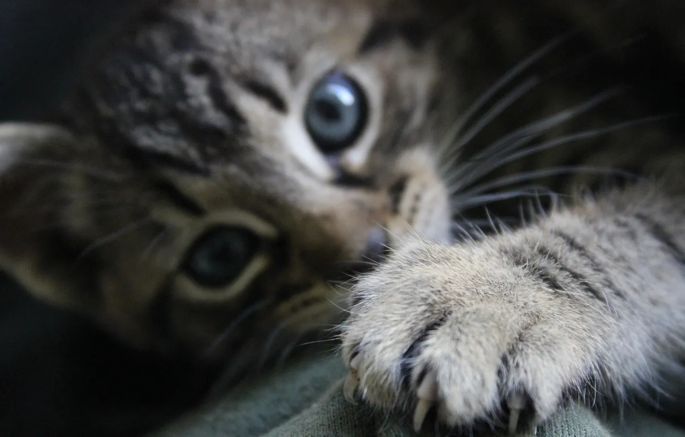 Photo wallpaper look, legs, claws, kitty