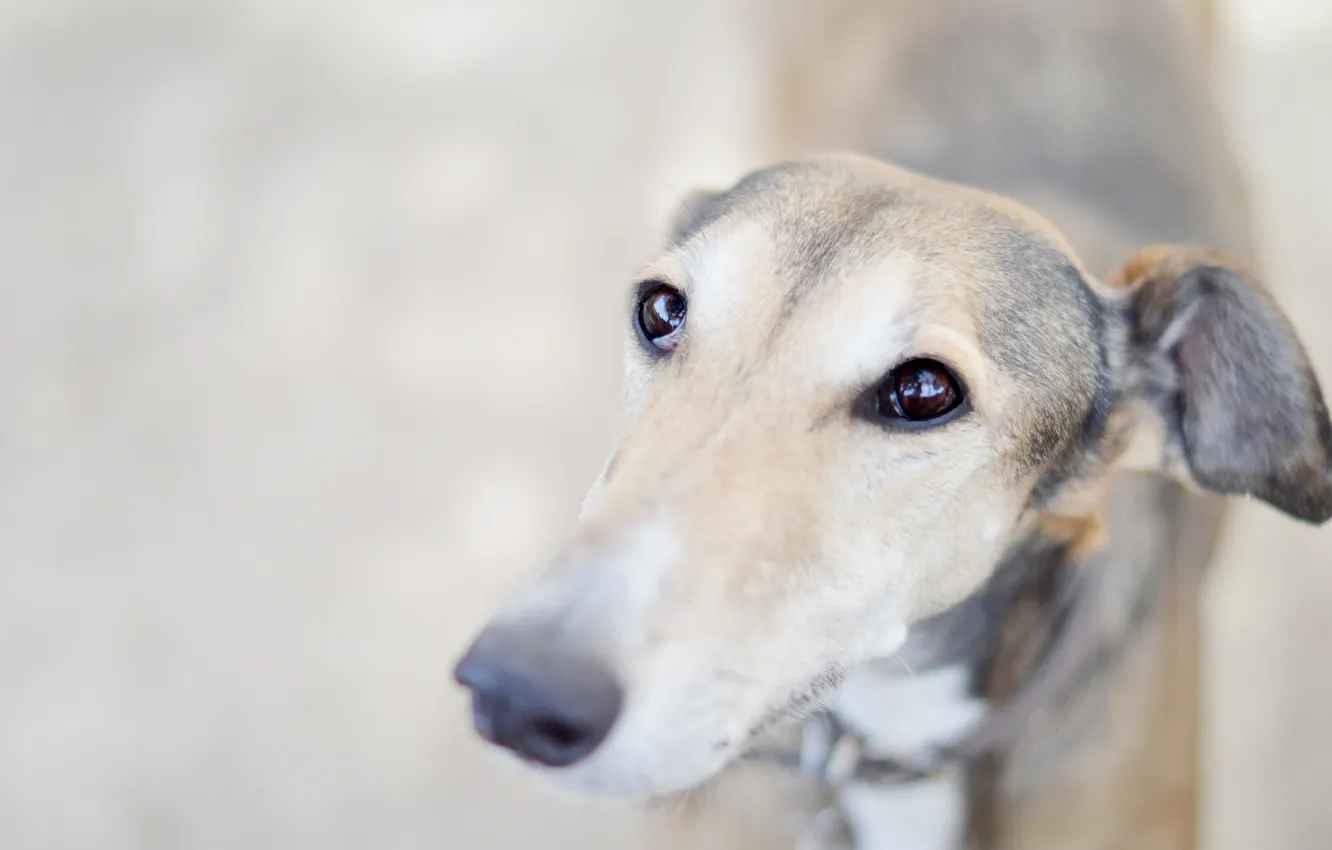 Photo wallpaper look, each, dog