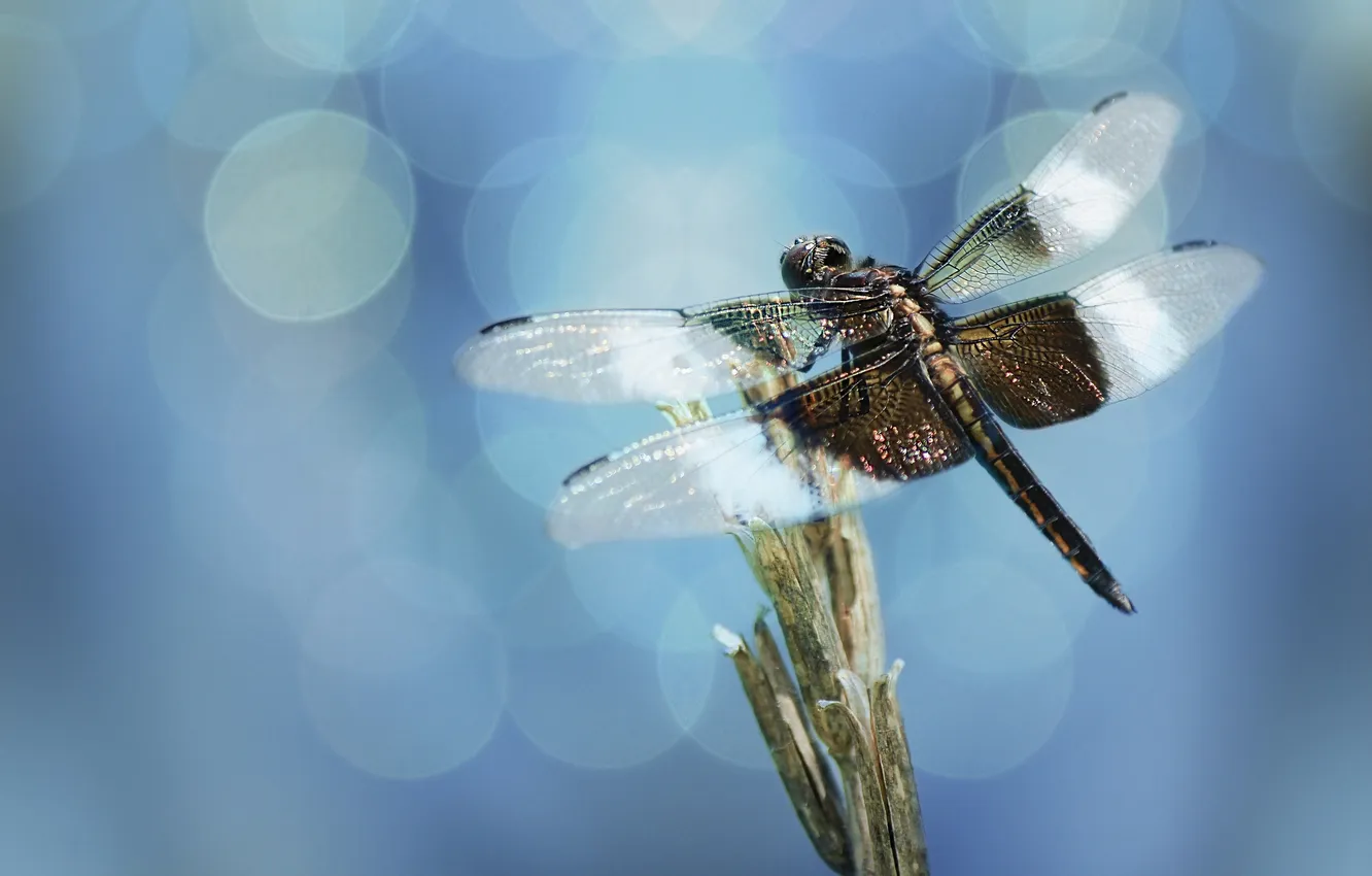 Photo wallpaper glare, branch, dragonfly