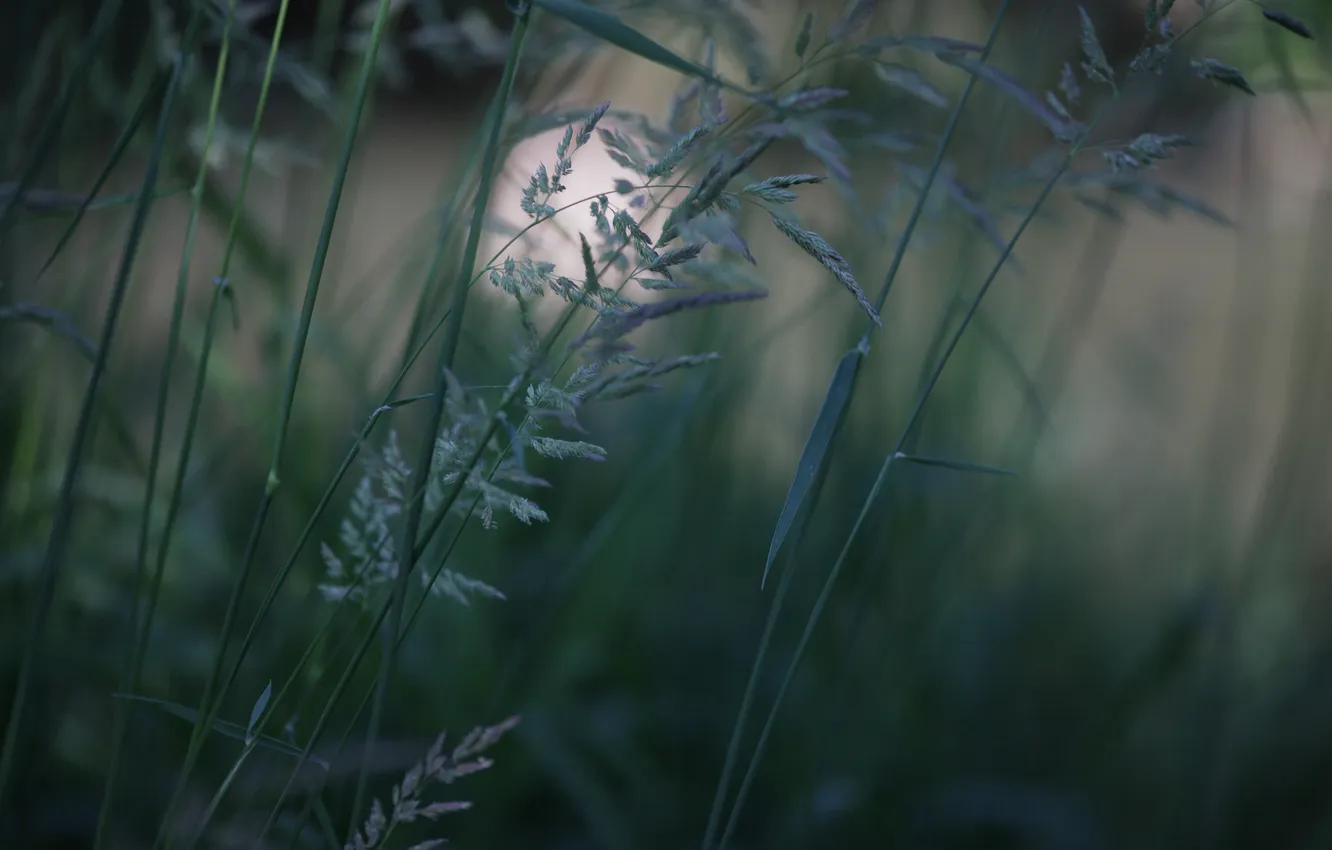 Photo wallpaper greens, grass, nature, green, plant, a blade of grass