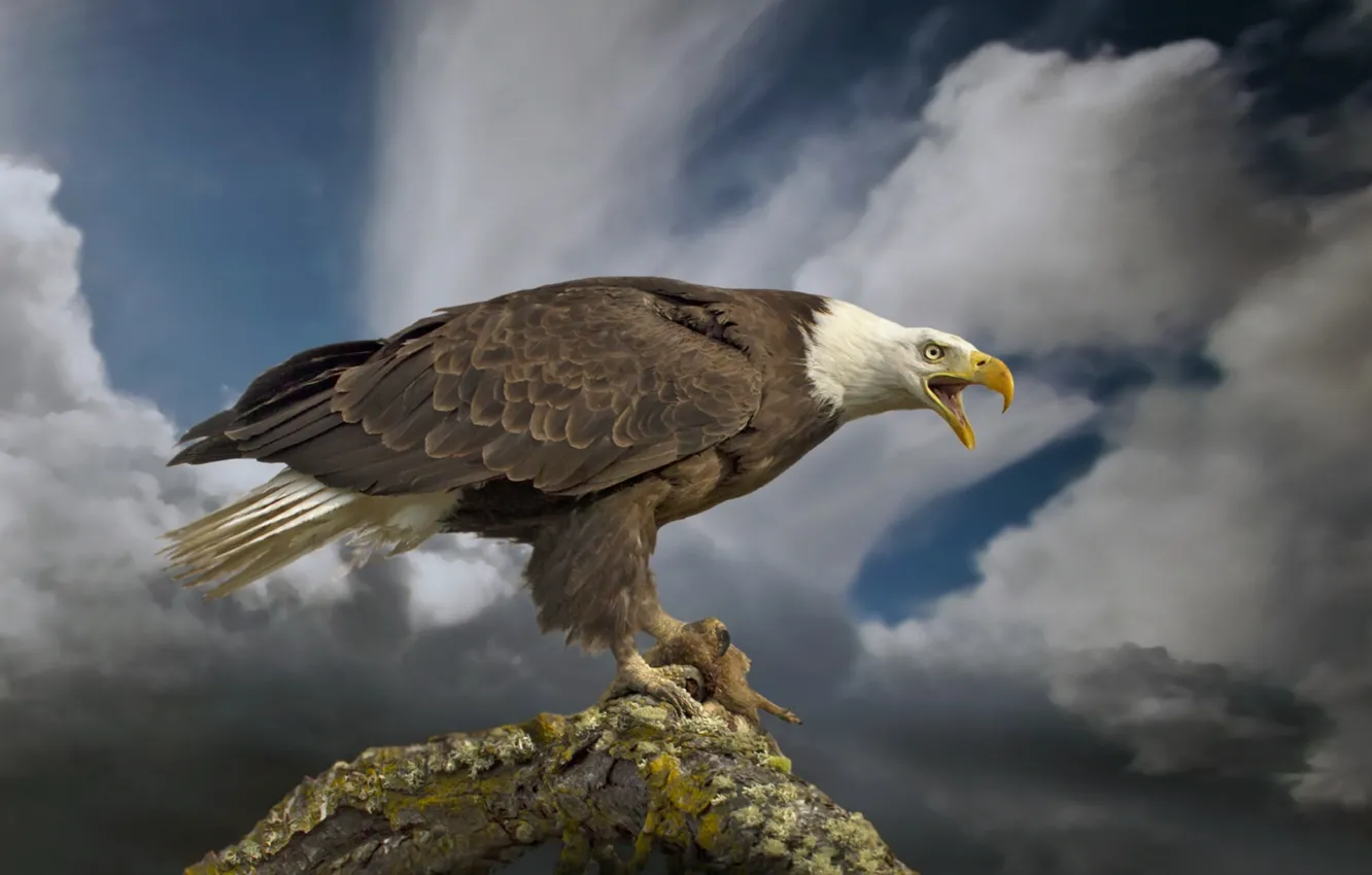 Photo wallpaper bird, predator, bitches, bald eagle