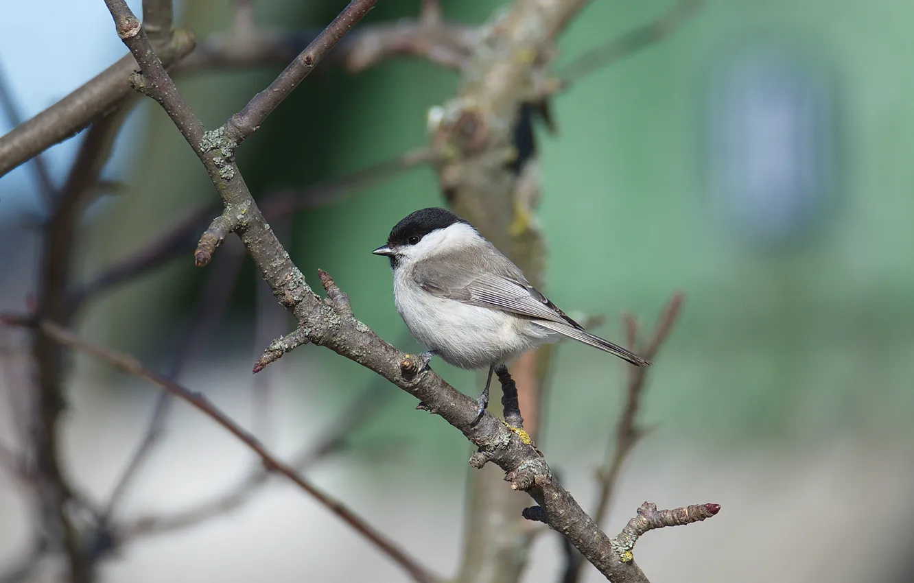 Photo wallpaper look, trees, tit, a tit is sitting, branches
