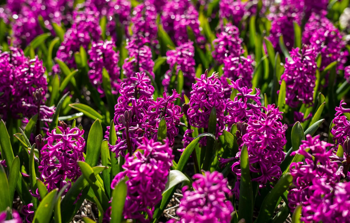 Photo wallpaper flowers, flowering, hyacinths, bushes
