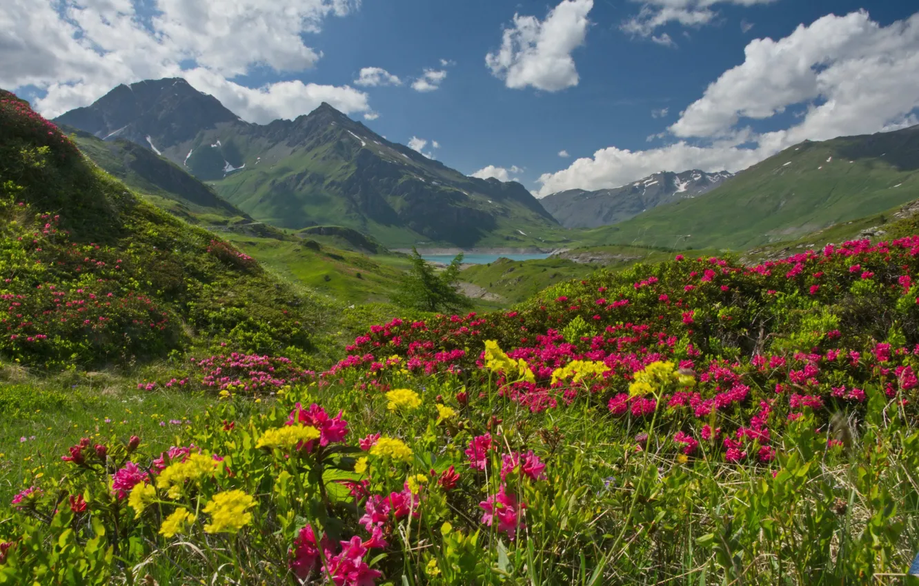Photo wallpaper mountains, lake, France, Alps, France, plateau, Alps, rhododendrons