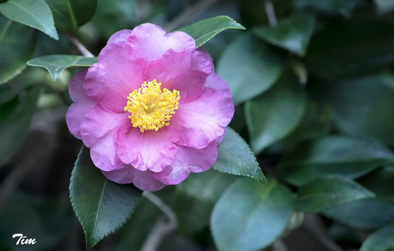 Photo wallpaper leaves, pink, Camellia