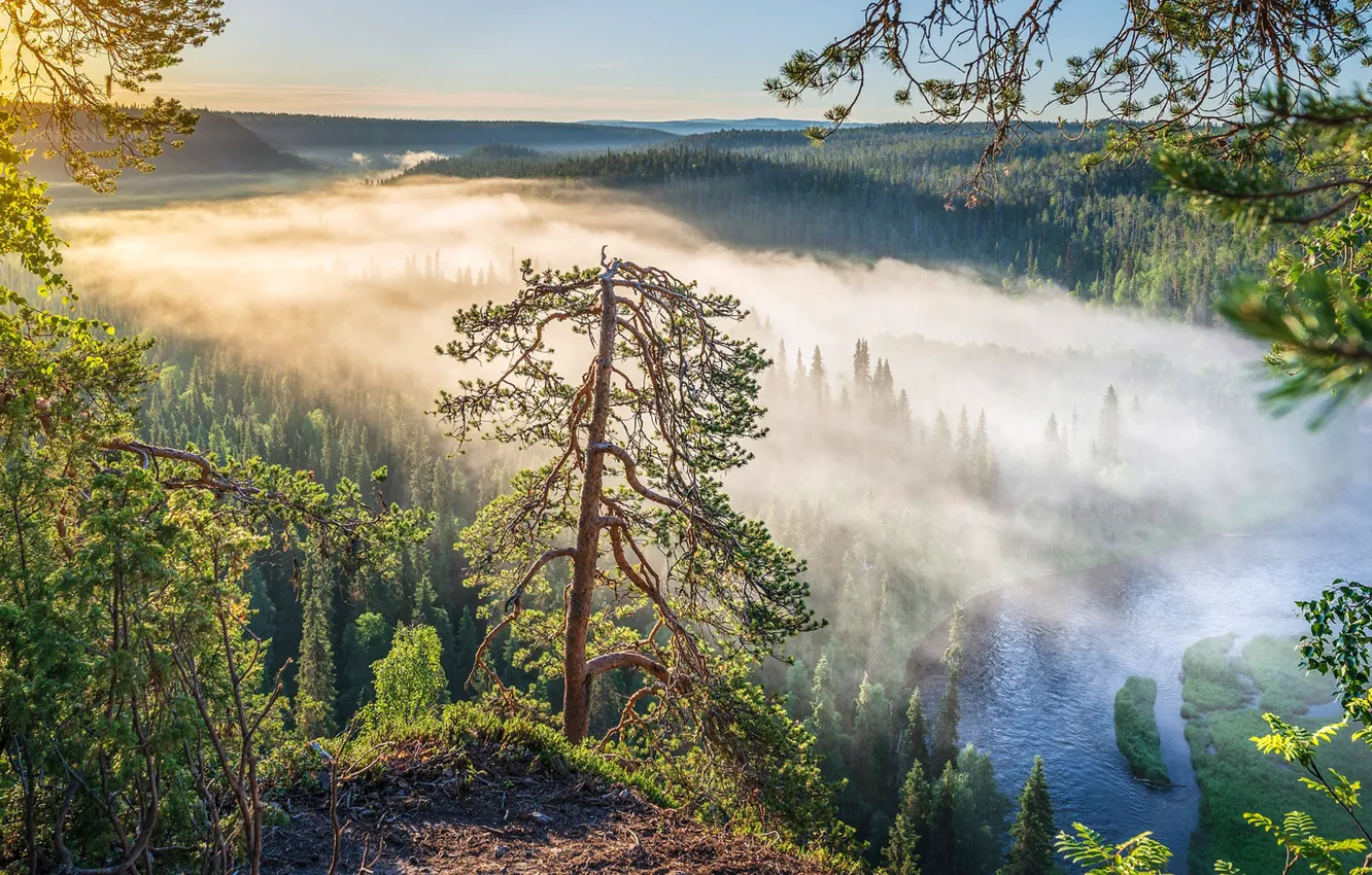 Photo wallpaper forest, trees, fog, river, dawn, morning, Finland, Finland