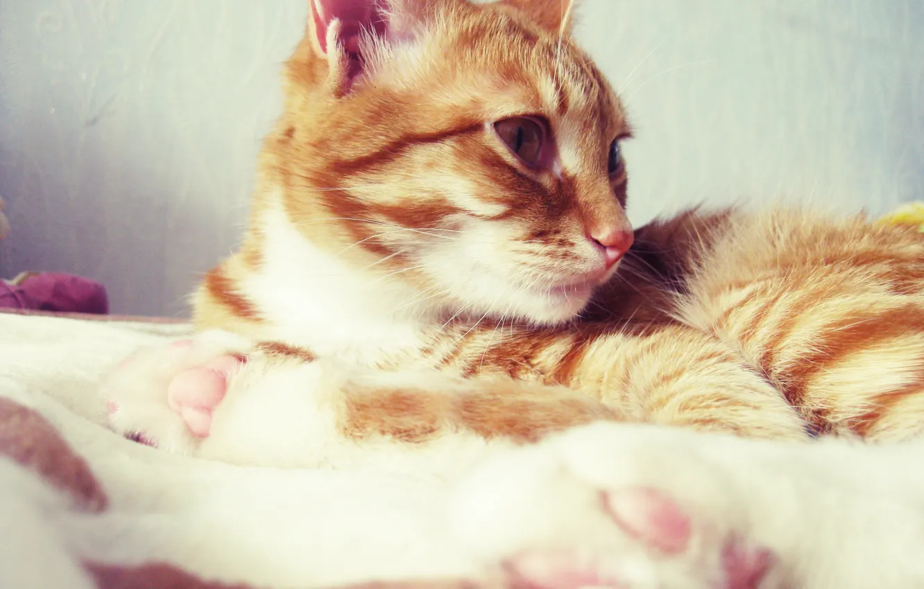 Photo wallpaper cat, cat, red, lies