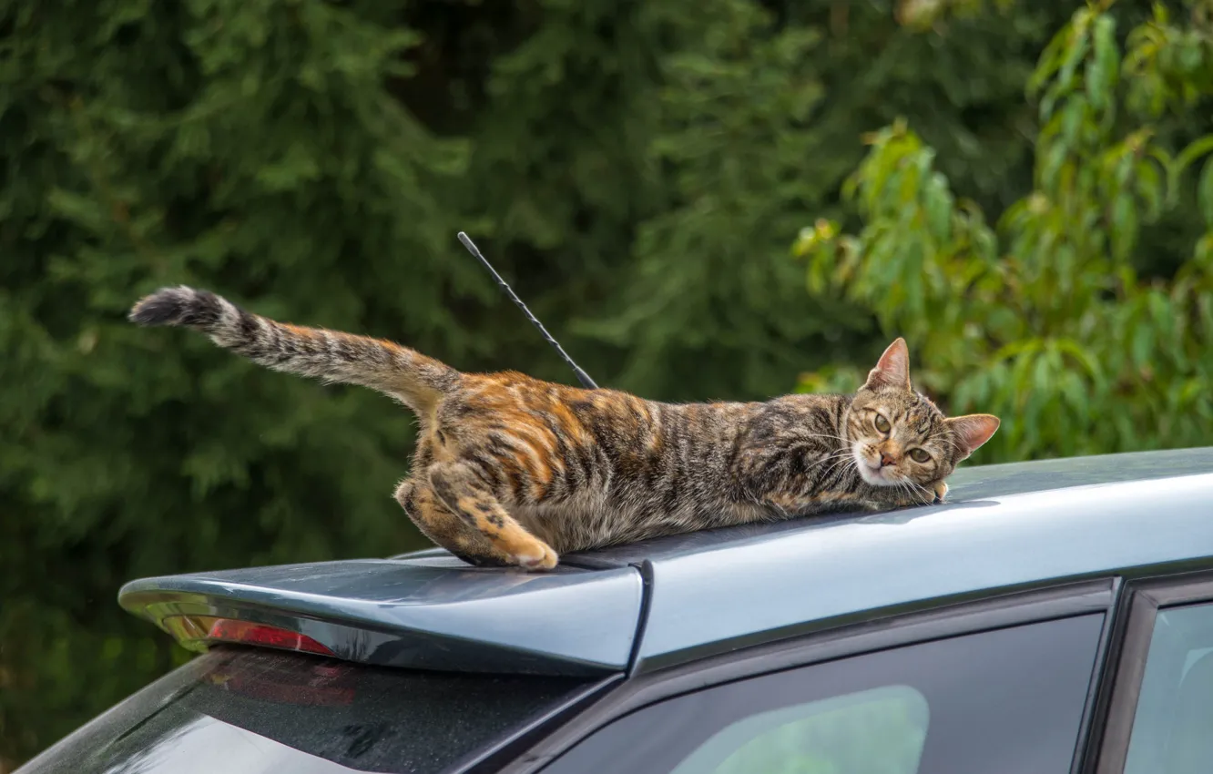 Photo wallpaper machine, auto, cat, cat, the situation, tail, trip, on the roof