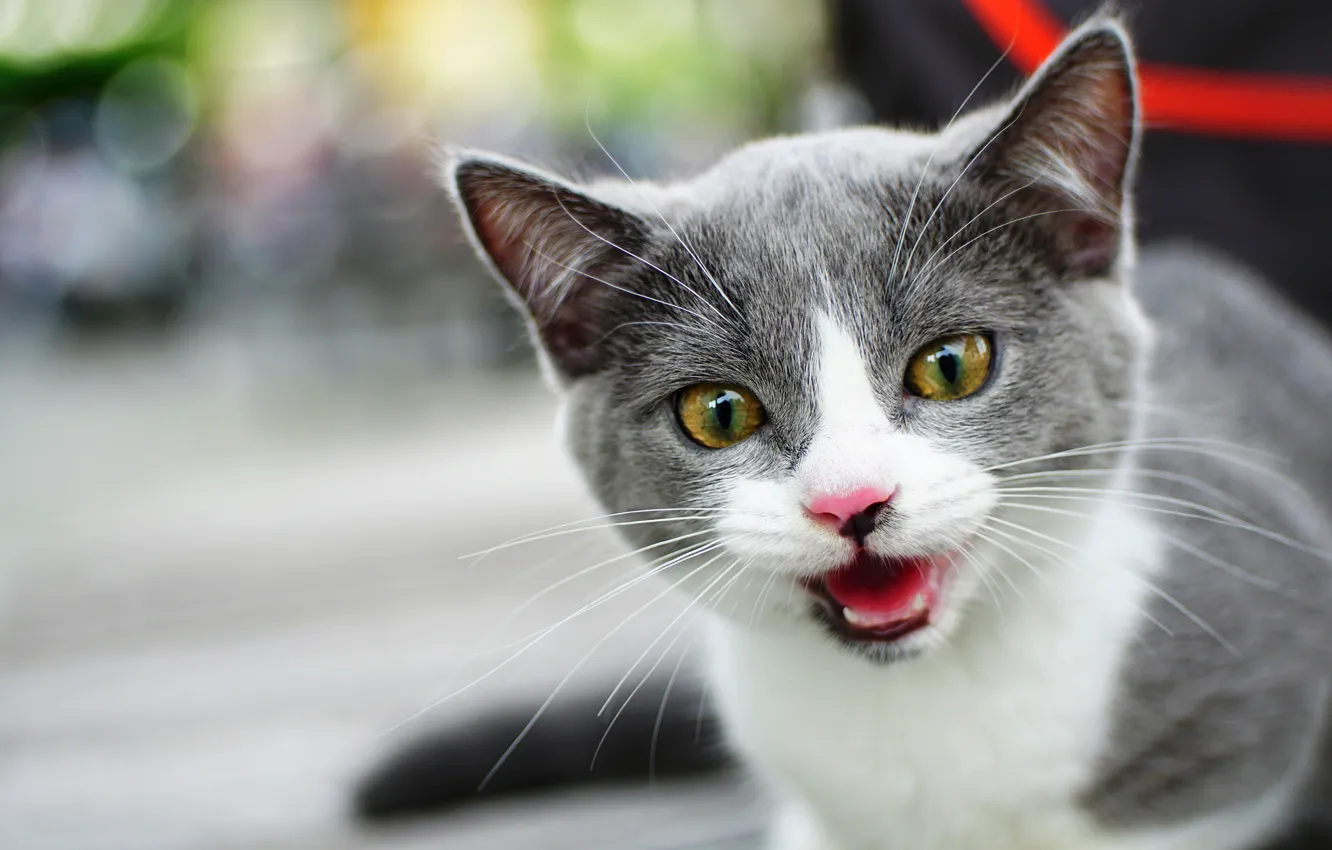 Photo wallpaper cat, look, grey, background, portrait, muzzle, kitty, the expression