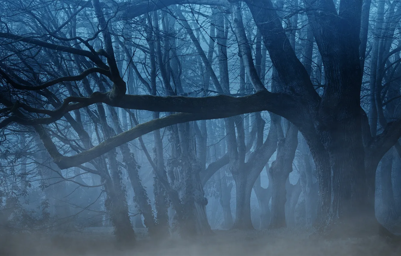 Photo wallpaper forest, trees, night, branches, nature, fog, twilight