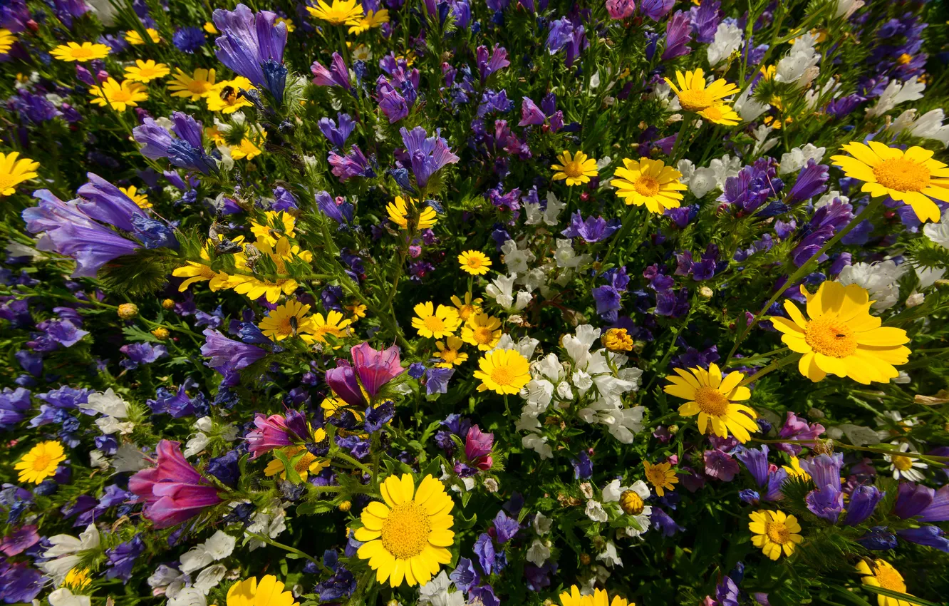 Photo wallpaper summer, macro, meadow