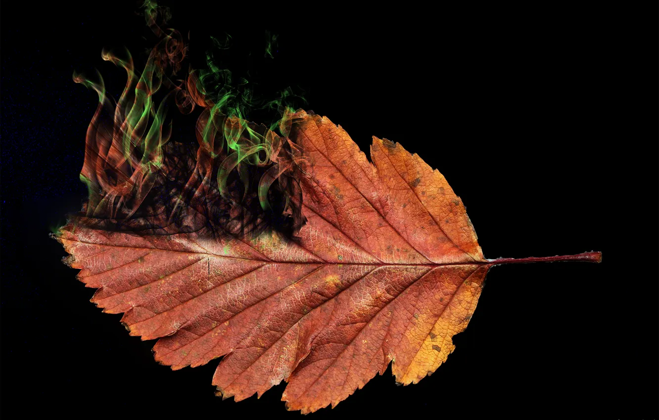 Photo wallpaper leaves, smoke, treatment