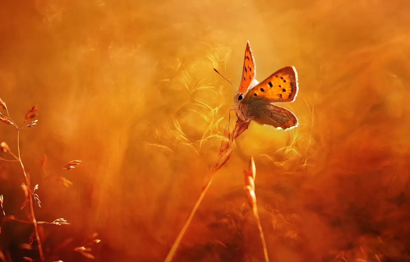 Photo wallpaper macro, light, heat, background, butterfly, spikelets